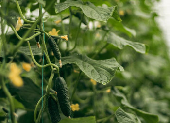 AgroGloryTime - инвестиции в агробизнес Украины по технологии blockchain